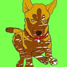 DOG coloring pages