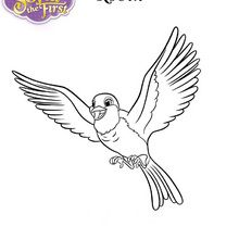 ROBIN the pigeon coloring page