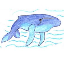 HUMPBACKED WHALE drawing lesson
