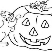 Enlightened pumpkin and cats coloring page
