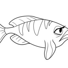 OCEANA FISH coloring page