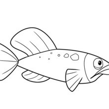 OCEANA FISH free coloring page