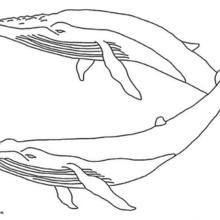 Couple of Whales coloring page