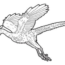 Archaeopteryx coloring page