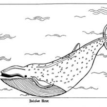 Blue whale coloring page