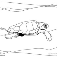 Loggerhead sea turtle coloring page