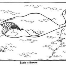 Whale of Greenland coloring page