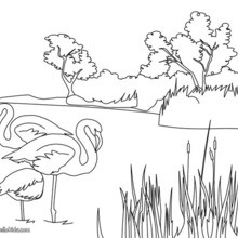 Camargue flamingos coloring page