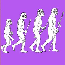 Stages in Human evolution