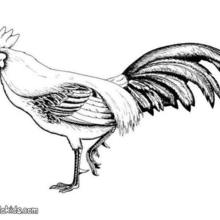 Cock coloring page