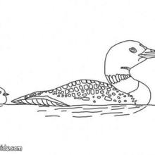 Duck and chicks coloring page
