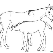 Foal and its mother picture coloring page