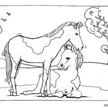 Foal and mare coloring page