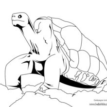 Galapagos tortoise coloring page
