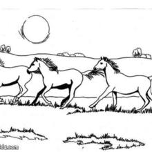 Galloping horses coloring page
