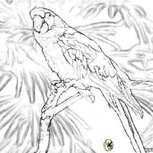 Parrot to print coloring page