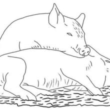 Two pigs coloring page