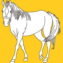 HORSE coloring pages