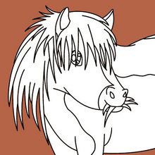 Pony