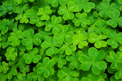 St. Patrick's Day Facts - the shamrock was used to preach about Christianity