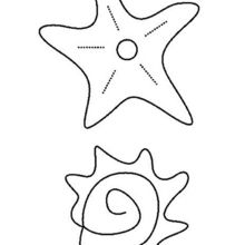 Shell and Starfish coloring page