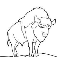 American Buffalo coloring page
