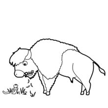 Grazing Bison coloring page