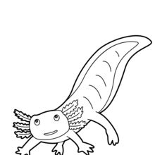 Mexican Salamander coloring page