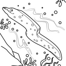 Moray Eel coloring page