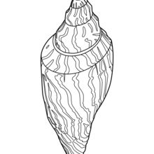 Nutmeg Shell coloring page