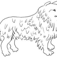 Collie coloring page