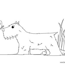 Terrier coloring page