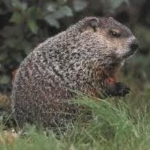 Groundhog Day - Woodchuck video