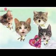 Singing Cats for Valentine's Day video