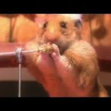 Funny Hamster Valentine video