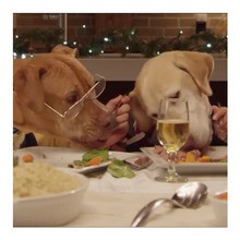 Pets invited to Christmas dinner News