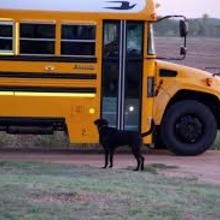 How Do Dogs Feel When You Go Back To School? video