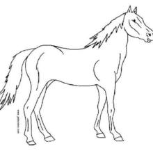 Horse outlines coloring page