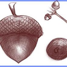 How to Draw an Acorn, Oak Nut how-to draw lesson