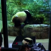 Bei Bei the Giant Panda Cub video