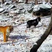 Tiger and Goat Become Best Buddies video