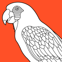 Parrot coloring page
