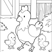 Mother Chicken And Her Babies coloring page