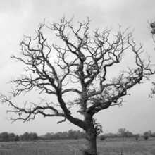 The Last Dream of the Old Oak Tree folk tale