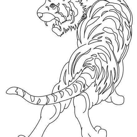 Tiger : Coloring pages, Drawing for Kids, Reading & Learning, Kids ...