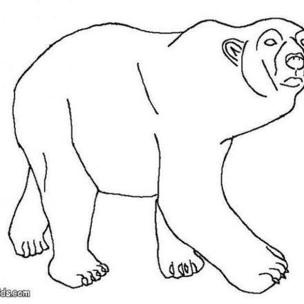 ARCTIC ANIMALS coloring pages - 4 all the Wild ANIMALS of the world