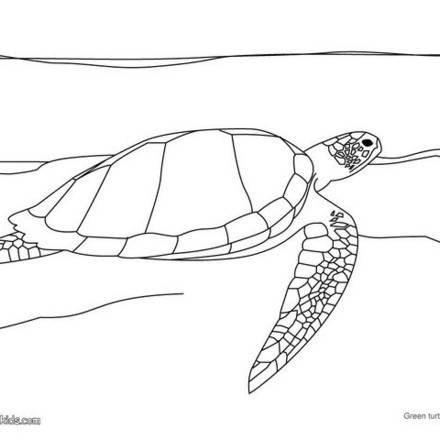 Turtle : Coloring pages, Drawing for Kids, Free Online Games, Videos ...