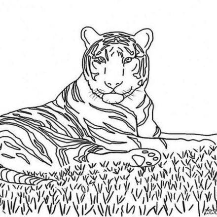 Tiger : Coloring pages, Drawing for Kids, Reading & Learning, Kids ...