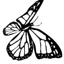 Monarch Butterfly coloring sheet - Coloring page - ANIMAL coloring pages - INSECT coloring pages - BUTTERFLY coloring pages - MONARCH BUTTERFLY coloring pages