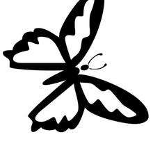 Butterfly coloring - Coloring page - ANIMAL coloring pages - INSECT coloring pages - BUTTERFLY coloring pages